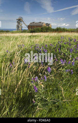 Rimane del Haig Pit, uno dei primi anni del ventesimo secolo colliery, sulla costa di Whitehaven, Cumbria. Il National Trust è ora la gestione della prima sezione di questa zona della costa occidentale della Cumbria, da Whitehaven porto al Haig Museo Minerario. Foto Stock