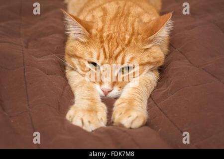 Lo zenzero Big cat pigramente giace sul letto Foto Stock