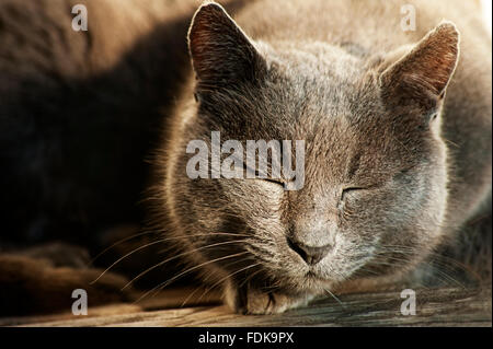 Ritratto di un sonno russo-gatto blu Foto Stock