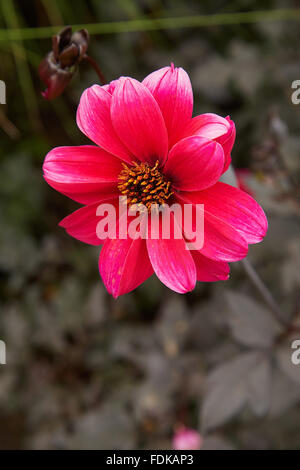 Dalia, Vescovo di Llandaff fiore a Picton Castle Gardens, Wales, Regno Unito. Foto Stock