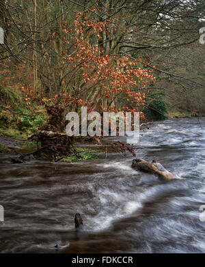 Fiume Derwent vicino a Allensford Foto Stock