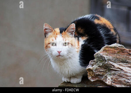 Gatta Calico seduto su una parete e guardando la fotocamera Foto Stock