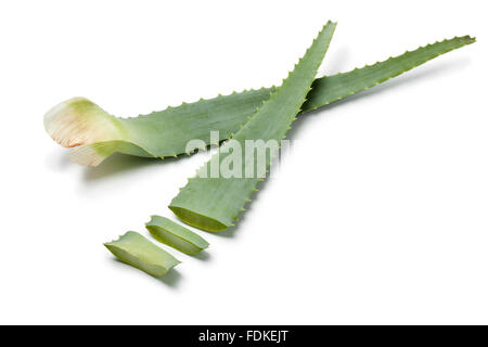 Pezzi di foglia di Aloe Vera su sfondo bianco Foto Stock