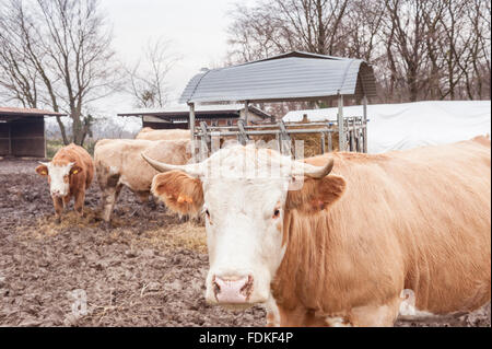 Le mucche mangiano paglia e fieno nel fienile della fattoria nella campagna Foto Stock