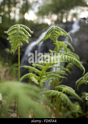 Rhaeadr Ddu cascata sul fiume Gamlan, Dolmelynllyn, Gwynedd, Galles. Foto Stock