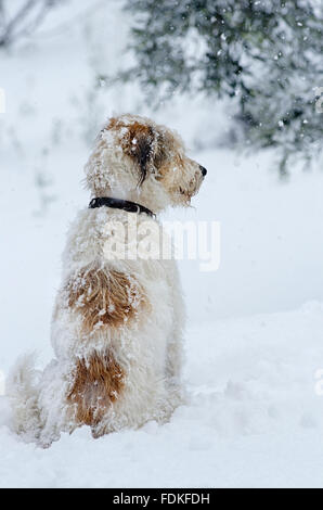 Vista posteriore di un Terrier mongrel seduta nella neve Foto Stock