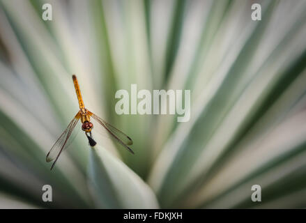 Libellula arancione in appoggio sulla spinosa pianta verde Foto Stock