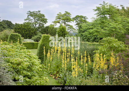 Molène olympicum in luglio a Hinton Ampner, Hampshire. Foto Stock