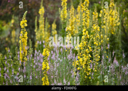 Molène olympicum in luglio a Hinton Ampner, Hampshire. Foto Stock