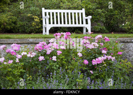 Panca e rosa rosa nel Giardino di Rose nel mese di agosto a Emmetts giardino, Kent. Foto Stock