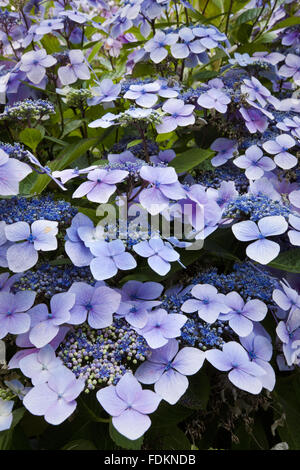 Ortensie in agosto a Emmetts giardino, Kent. Foto Stock