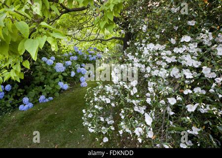 Ortensie e Eucryphia in agosto a Emmetts giardino, Kent. Foto Stock