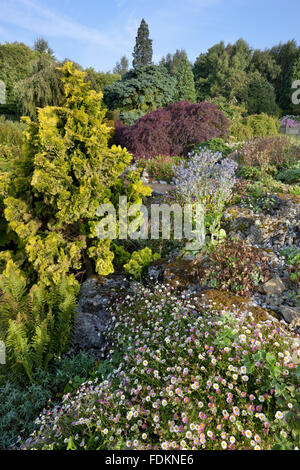 Erigeron nel giardino di roccia in agosto a Emmetts giardino, Kent. Foto Stock