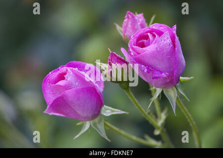 Vista ravvicinata di rose nel Giardino di Rose nel mese di agosto a Emmetts giardino, Kent. Foto Stock