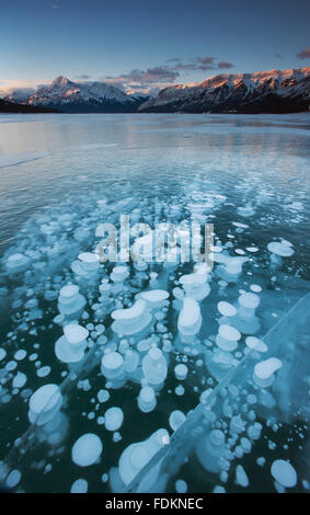 Congelate le bolle di gas intrappolate sotto il ghiaccio del Lago di Abramo, inverno, Canadian Rockies, Alberta, Canada Foto Stock