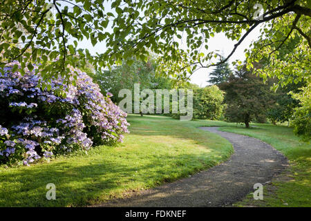 Ortensie e percorso in giardino Emmetts, Kent, nel mese di agosto. Foto Stock