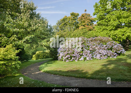 Ortensie e percorso in giardino Emmetts, Kent, nel mese di agosto. Foto Stock