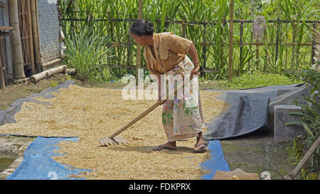 Tendendo il riso raccolto in remoto villaggio indonesiano Foto Stock