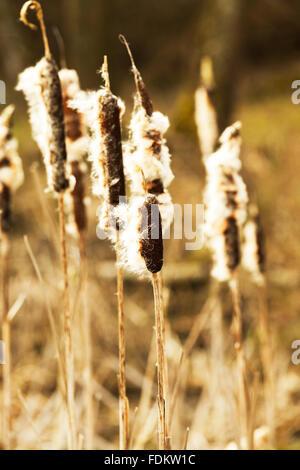 Giallo molla a lamelle Foto Stock