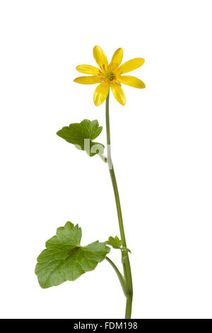 Giallo Lesser celandine fiore su sfondo bianco Foto Stock