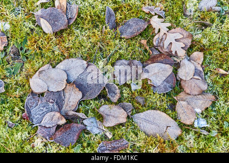 Vegetazione con una spessa trasformata per forte gradiente frost Foto Stock