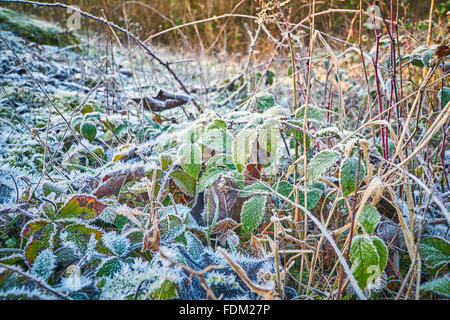 Vegetazione con una spessa trasformata per forte gradiente frost Foto Stock