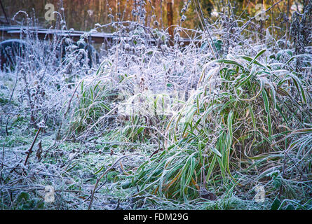 Vegetazione con una spessa trasformata per forte gradiente frost Foto Stock