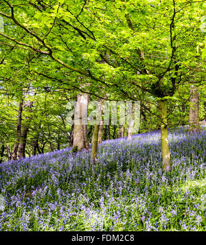 La molla bluebells in sala Bransdale boschi Foto Stock