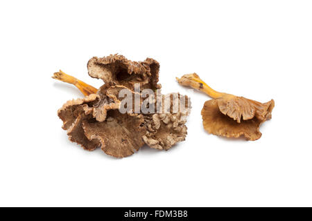 Fresh Chanterelle Grise funghi su sfondo bianco Foto Stock