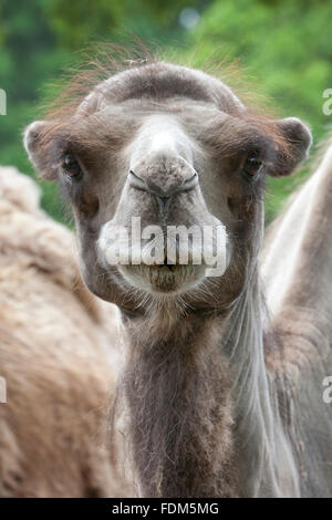 Ritratto di un giovane cammello vicino fino Foto Stock