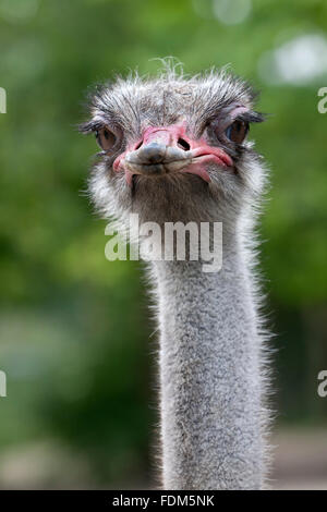 Ostrich cercando nella fotocamera close up Foto Stock