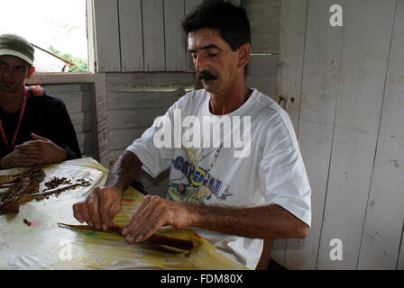 Un agricoltore cubana laminazione di un sigaro, Vinales, Cuba Foto Stock