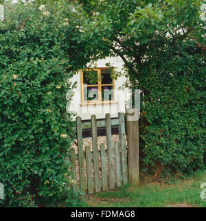 Lonicera periclymenum, caprifoglio selvatico, crescendo attraverso siepe, la formazione di arco più piccolo cancello in legno, cottage di campagna al di là. Foto Stock