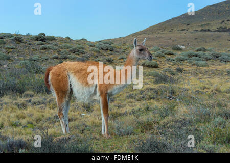 Guanaco (Lama guanicoe), il Parco Nazionale di Torres del Paine Patagonia cilena, Cile Foto Stock