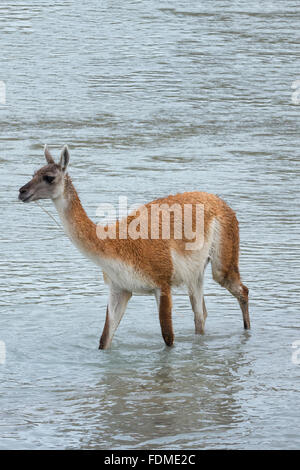 Guanaco (Lama guanicoe) che attraversa un fiume, Parco Nazionale di Torres del Paine Patagonia cilena, Cile Foto Stock