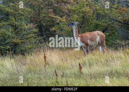 Guanaco (Lama guanicoe) nella steppa, Parco Nazionale di Torres del Paine Patagonia cilena, Cile Foto Stock