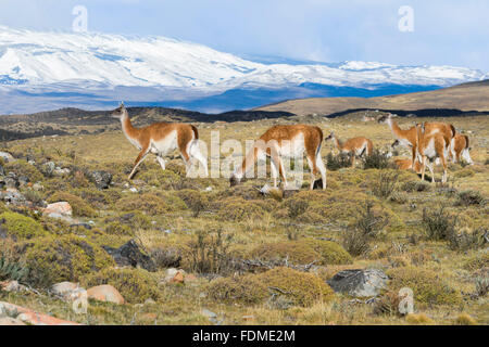 Gruppo di guanaco (Lama guanicoe) nella steppa, Parco Nazionale di Torres del Paine Patagonia cilena, Cile Foto Stock