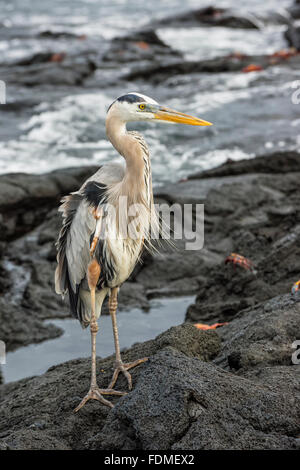 Airone blu (Ardea erodiade), Punta Espinoza, Fernandina Island, Galapagos, Ecuador Foto Stock