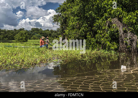 Gestione Arapaima nel fiume Japura RDSM - Sviluppo Sostenibile Mamiraua riserva Foto Stock