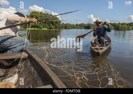 Gestione Arapaima nel fiume Japura RDSM - Sviluppo Sostenibile Mamiraua riserva Foto Stock