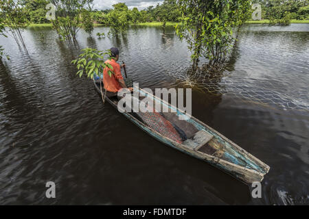 Gestione Arapaima nel fiume Japura RDSM - Sviluppo Sostenibile Mamiraua riserva Foto Stock