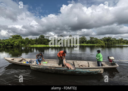 Gestione Arapaima nel fiume Japura RDSM - Sviluppo Sostenibile Mamiraua riserva Foto Stock