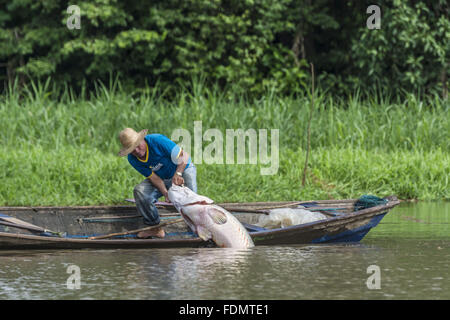 Gestione Arapaima nel fiume Japura RDSM - Sviluppo Sostenibile Mamiraua riserva Foto Stock