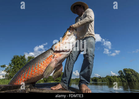 Gestione Arapaima nel fiume Japura RDSM - Sviluppo Sostenibile Mamiraua riserva Foto Stock