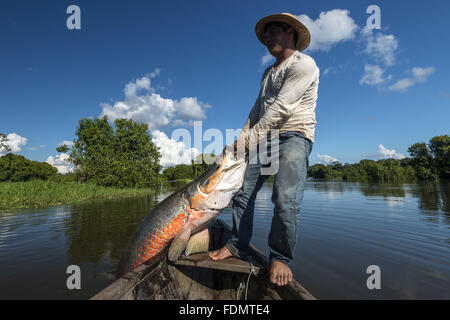 Gestione Arapaima nel fiume Japura RDSM - Sviluppo Sostenibile Mamiraua riserva Foto Stock