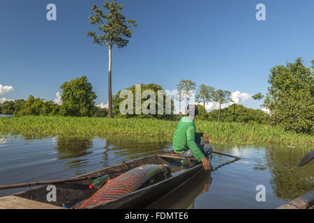 Gestione Arapaima nel fiume Japura RDSM - Sviluppo Sostenibile Mamiraua riserva Foto Stock