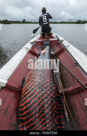 Gestione Arapaima nel fiume Japura RDSM - Sviluppo Sostenibile Mamiraua riserva Foto Stock