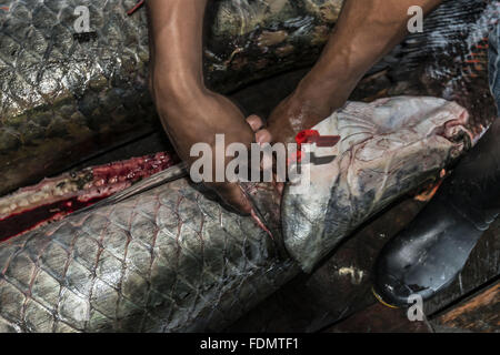 Gestione Arapaima nel fiume Japura RDSM - Sviluppo Sostenibile Mamiraua riserva Foto Stock