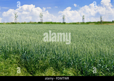 Campo di grano con un vicolo in estate Foto Stock