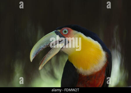 Chiudere toucan-di-fatturate sul verde parco degli uccelli Foto Stock